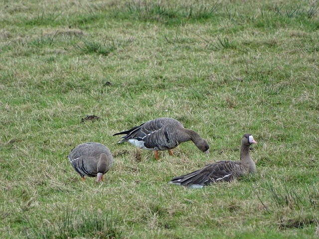 探讨阿马杜 探讨阿马杜
