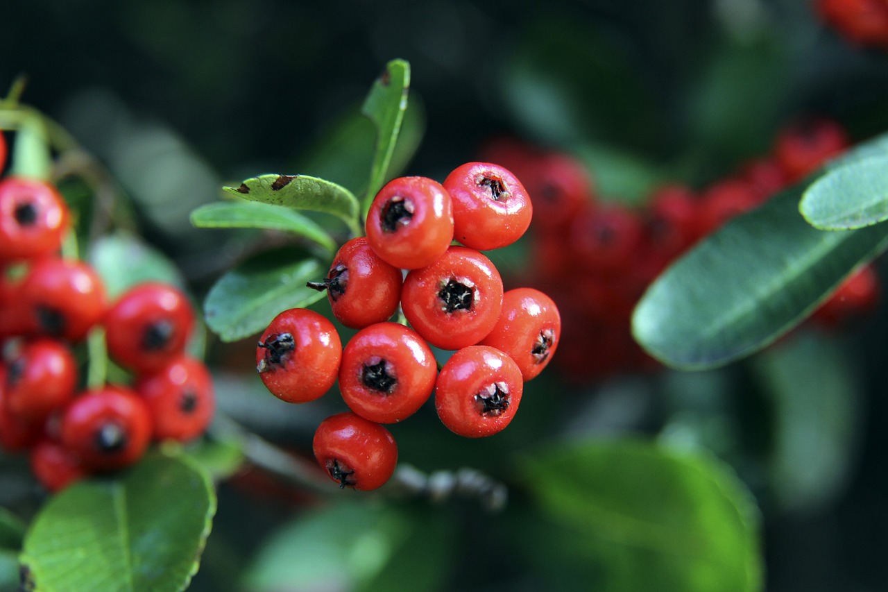 塞斯科无疑 塞斯科无疑